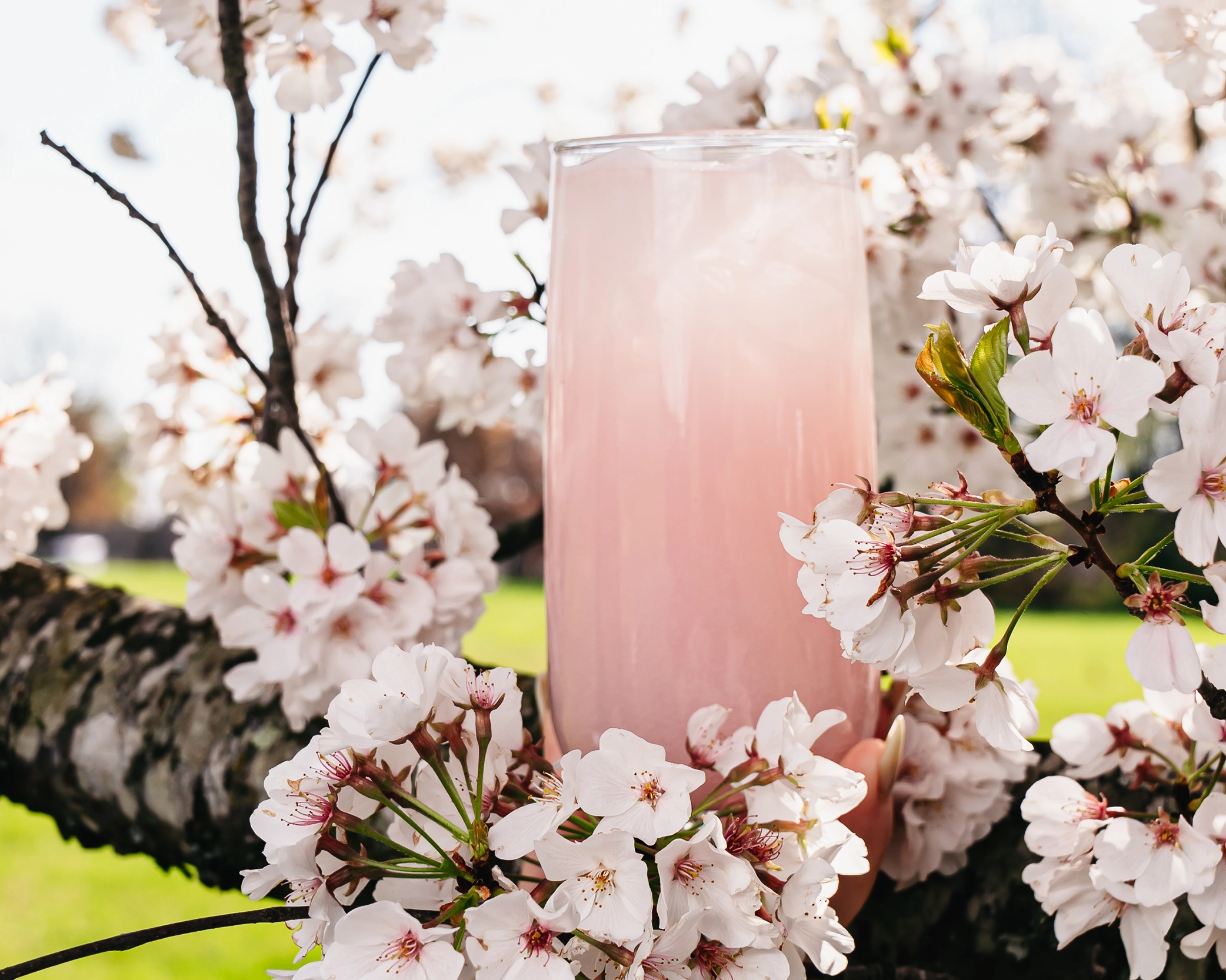 Light pink iced beverage in a tall glass, featuring a smooth, milky appearance, surrounded by blooming cherry blossom branches in a bright outdoor setting.